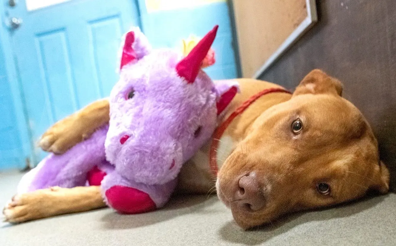 보라색 유니콘을 훔쳐 유명해진 떠돌이 강아지