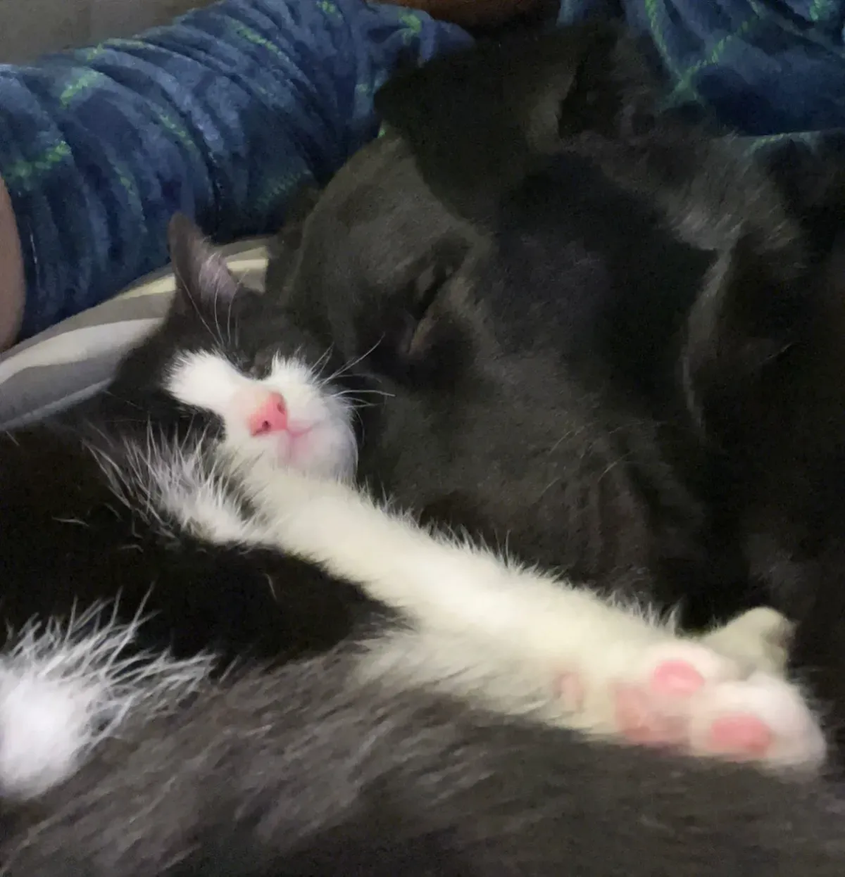 보르도와 새 아기 고양이, 주간 최우수 반려동물