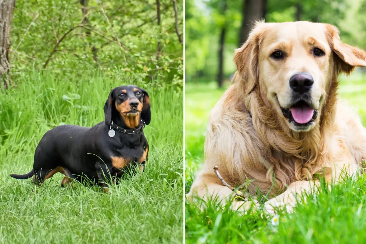 희귀한 다쳐와 골든 리트리버 강아지 배출