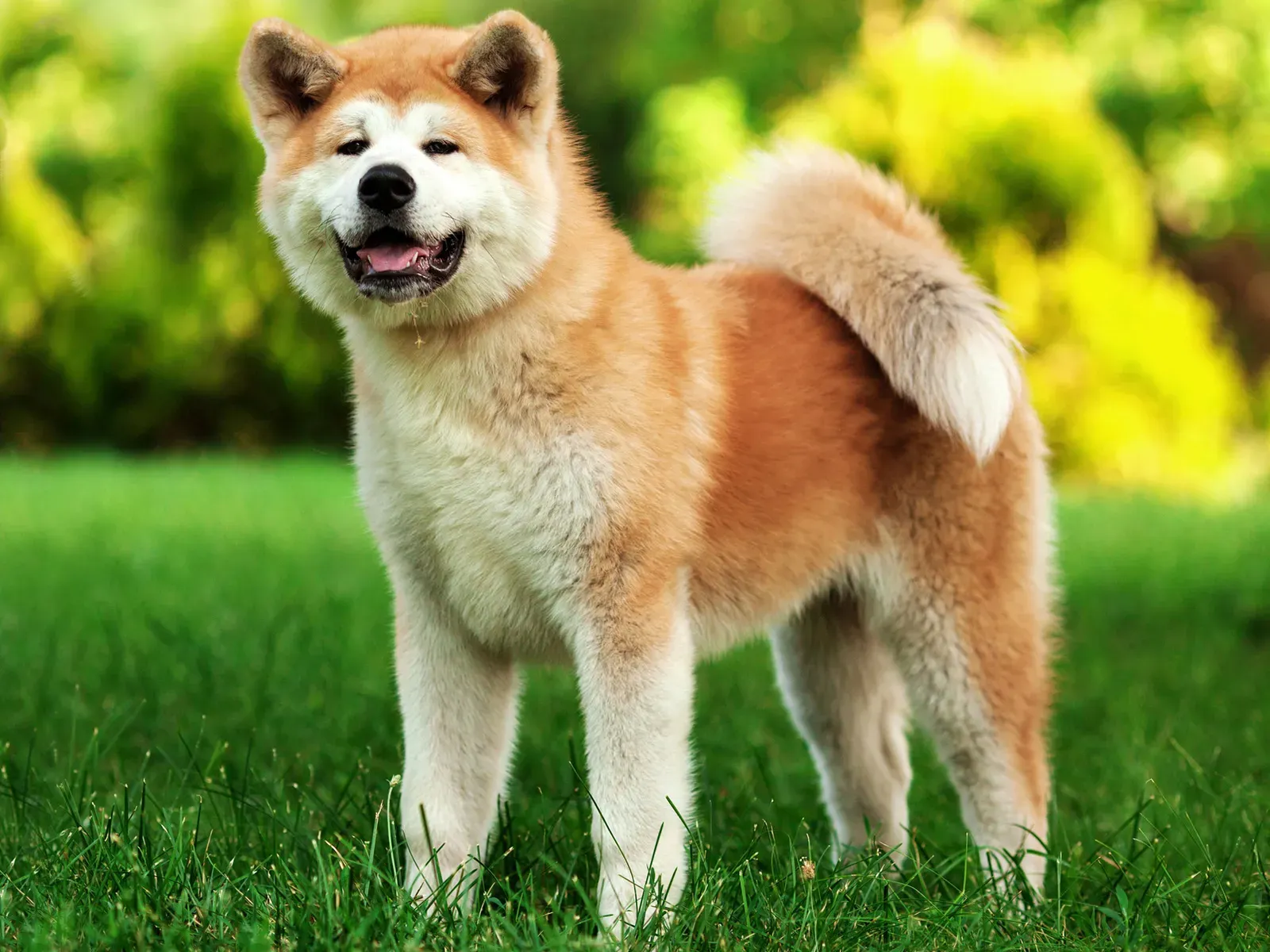 거대한 강아지 수영장 오감속임