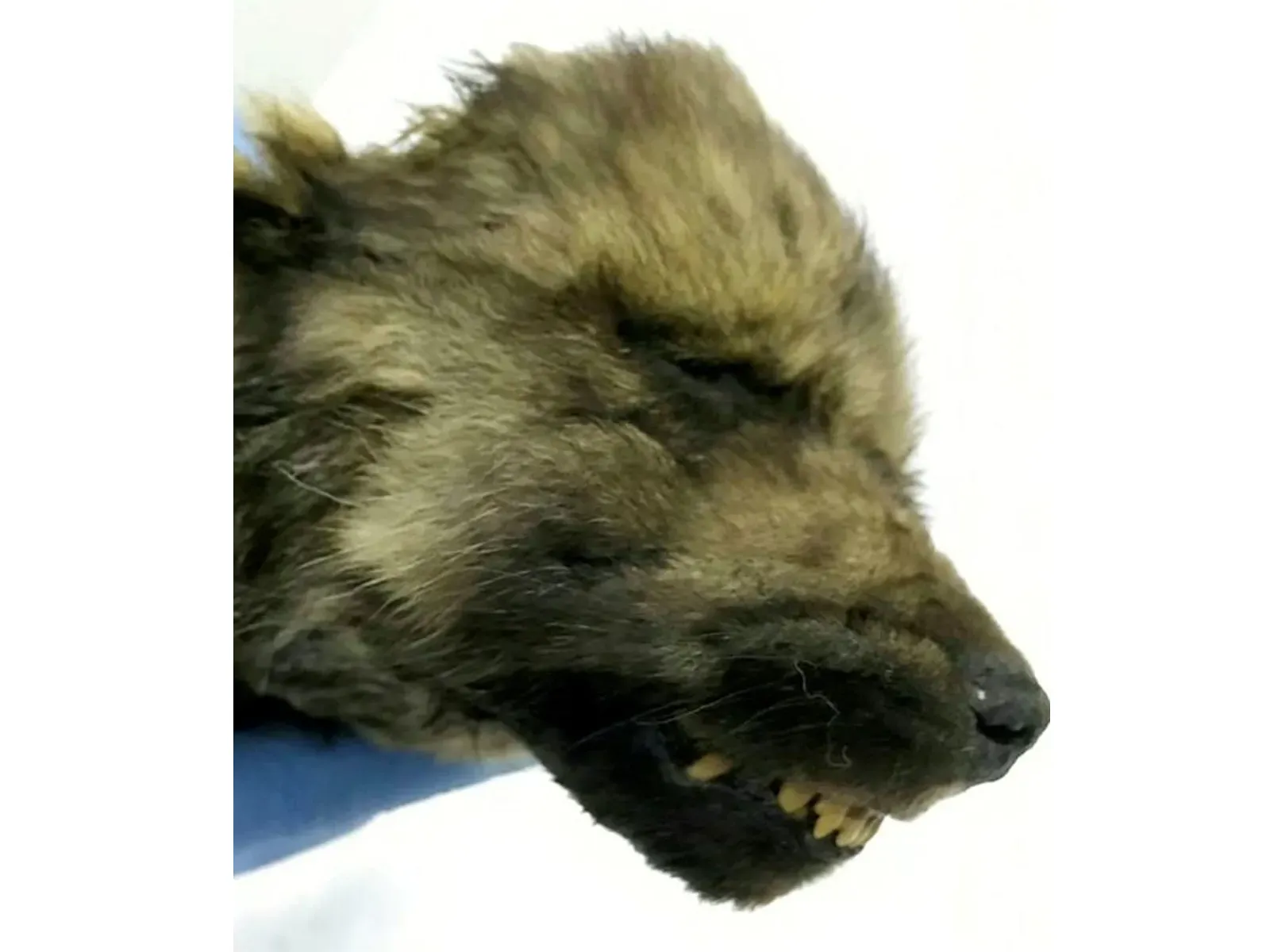 개 유전자 분석