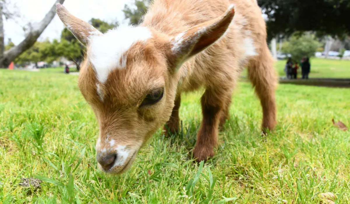 아기 염소 발견, 놀란 여성