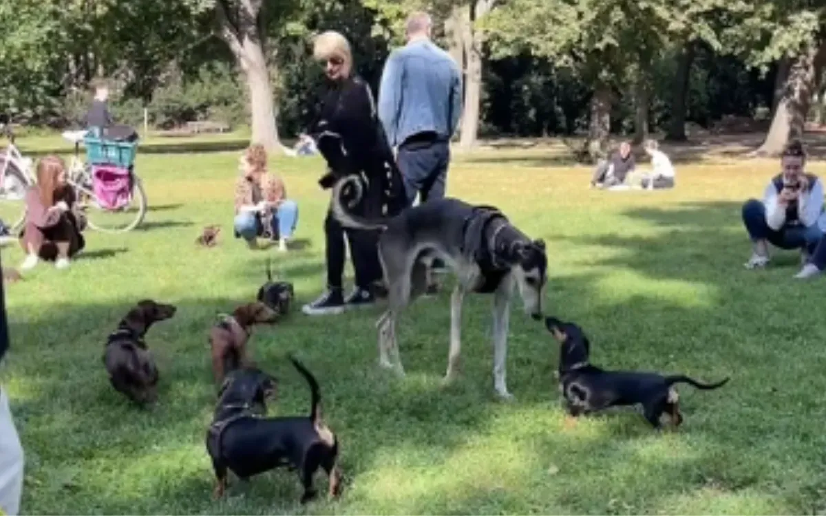 거대한 강아지가 파티에 입장