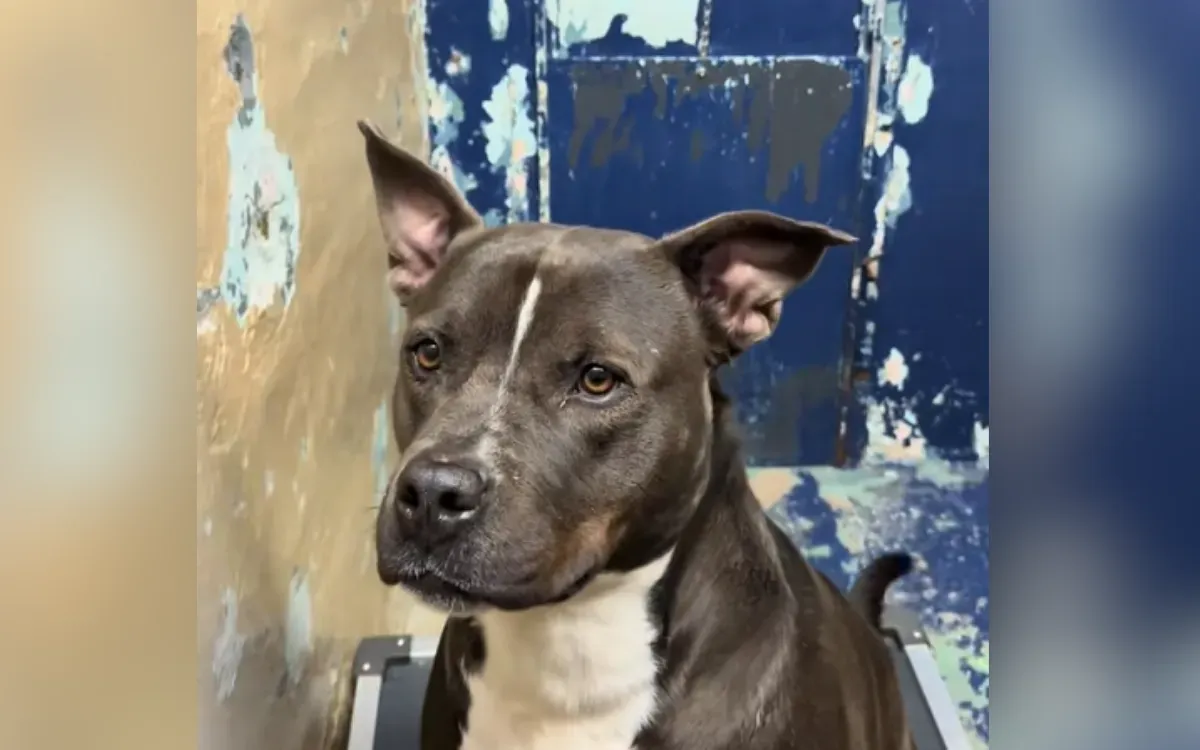 Randy, 보호소에서 1년