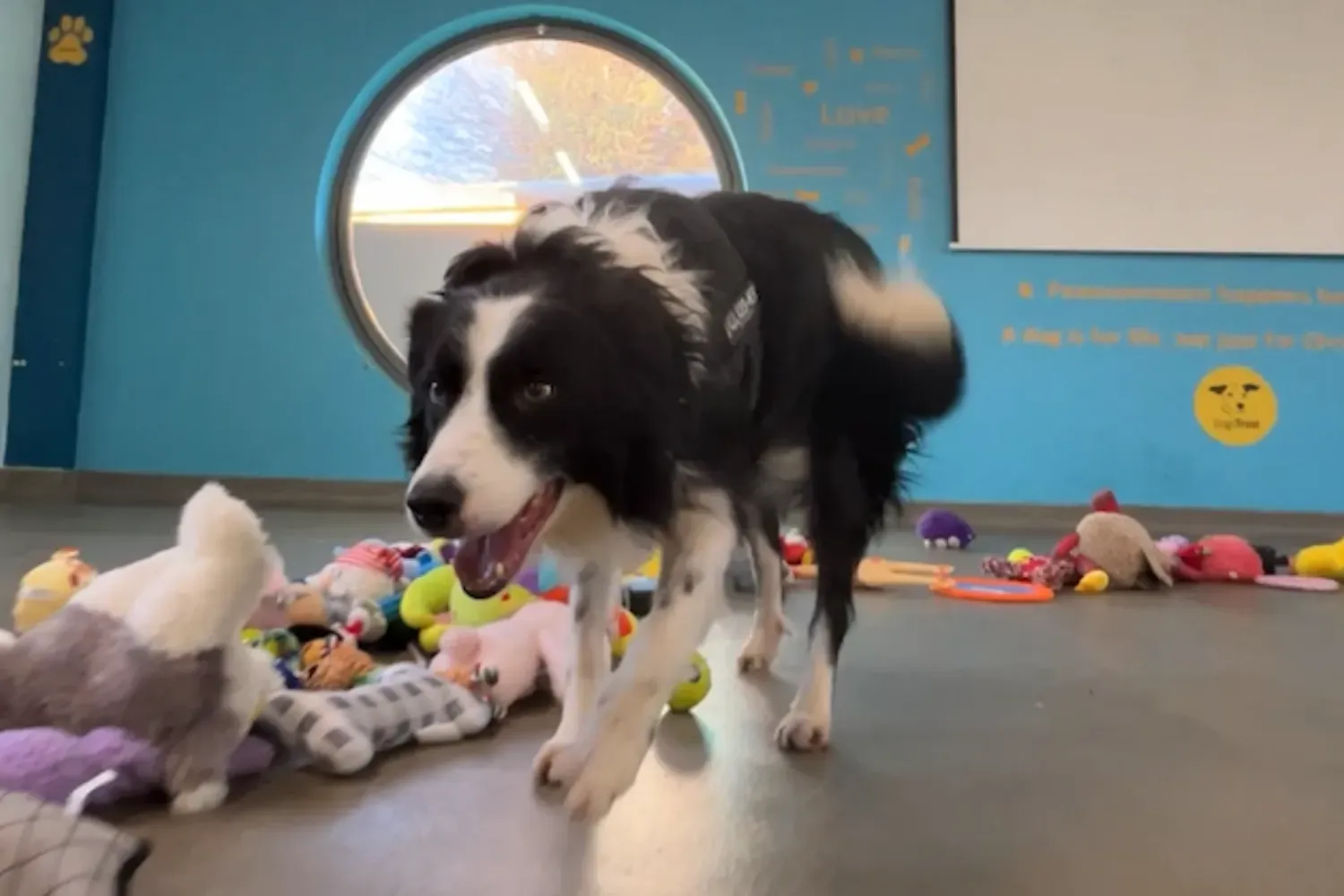 크리스마스 강아지