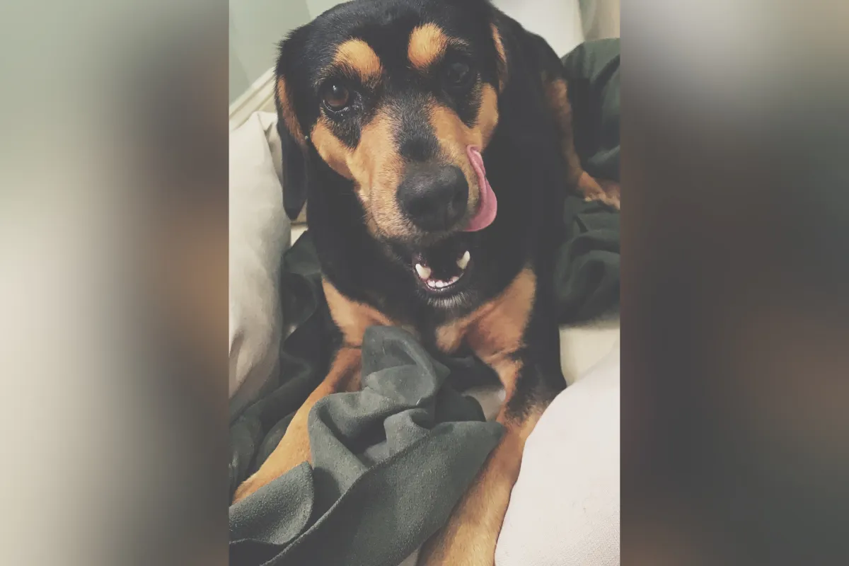 강아지에게 파르메산 치즈를 주는 여성