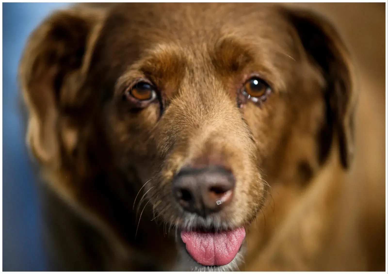 31세까지 생존한 세계 최고령 강아지 보비, 주인의 비밀 공유