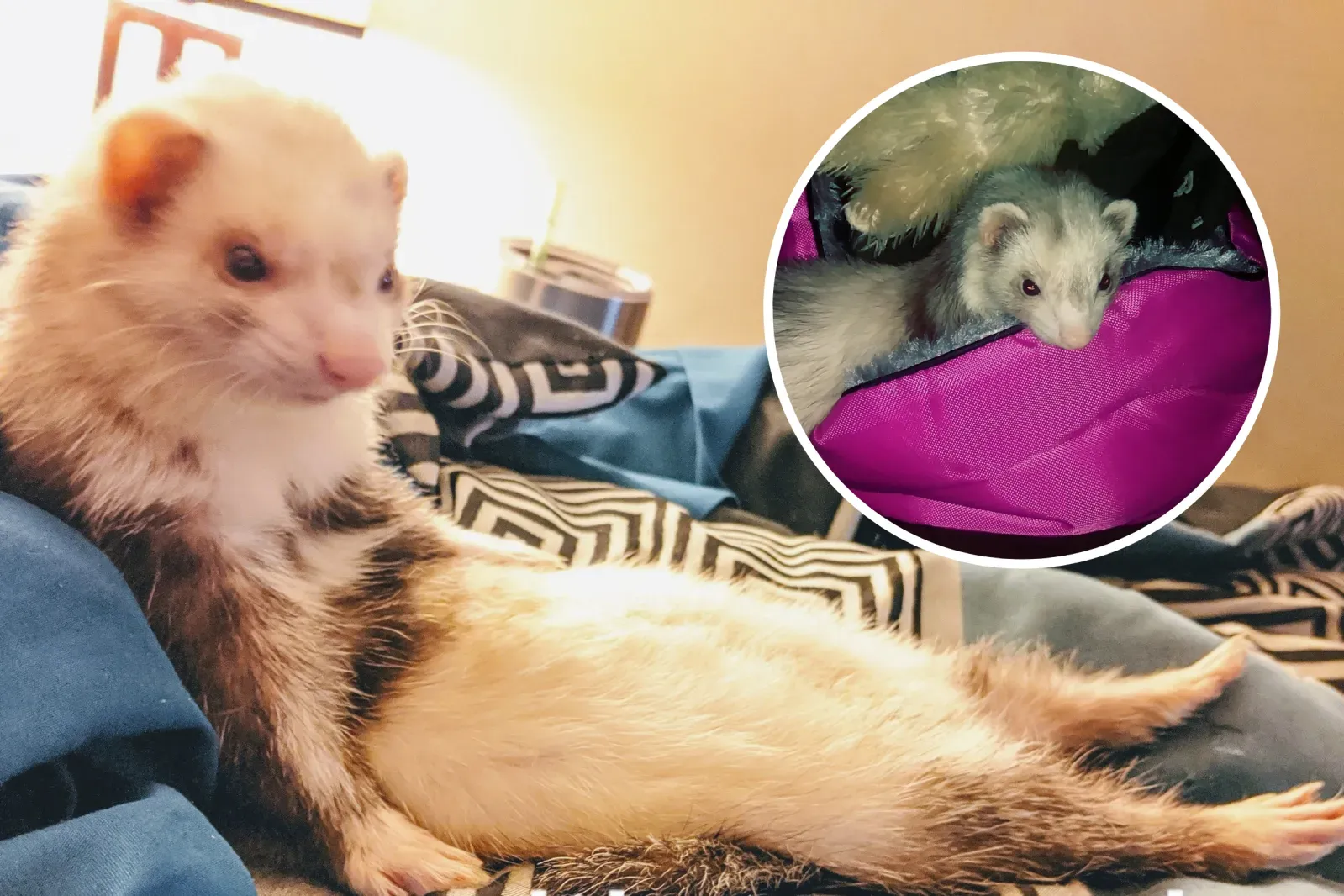 ‘아드레날린 중독’  ferret Amelia, 주간 반려동물 칭호 수상