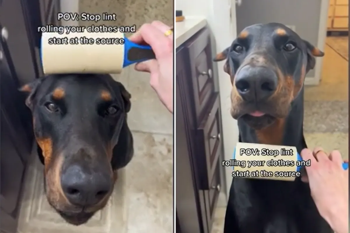 강아지 털 제거 방법