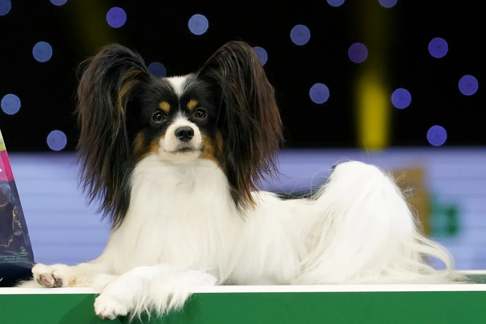 파피용 (영국) 2019 강아지 쇼