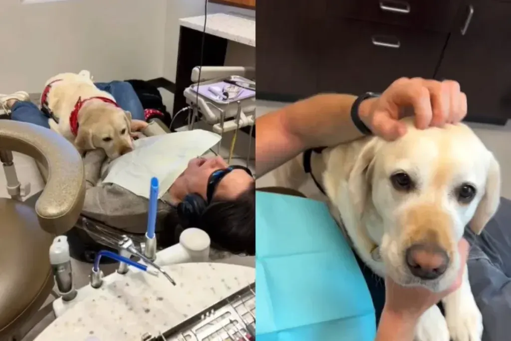 “보호견, 진료실의 ‘힐링’을 완성하다”… 환자 심리 안정에 새로운 바람