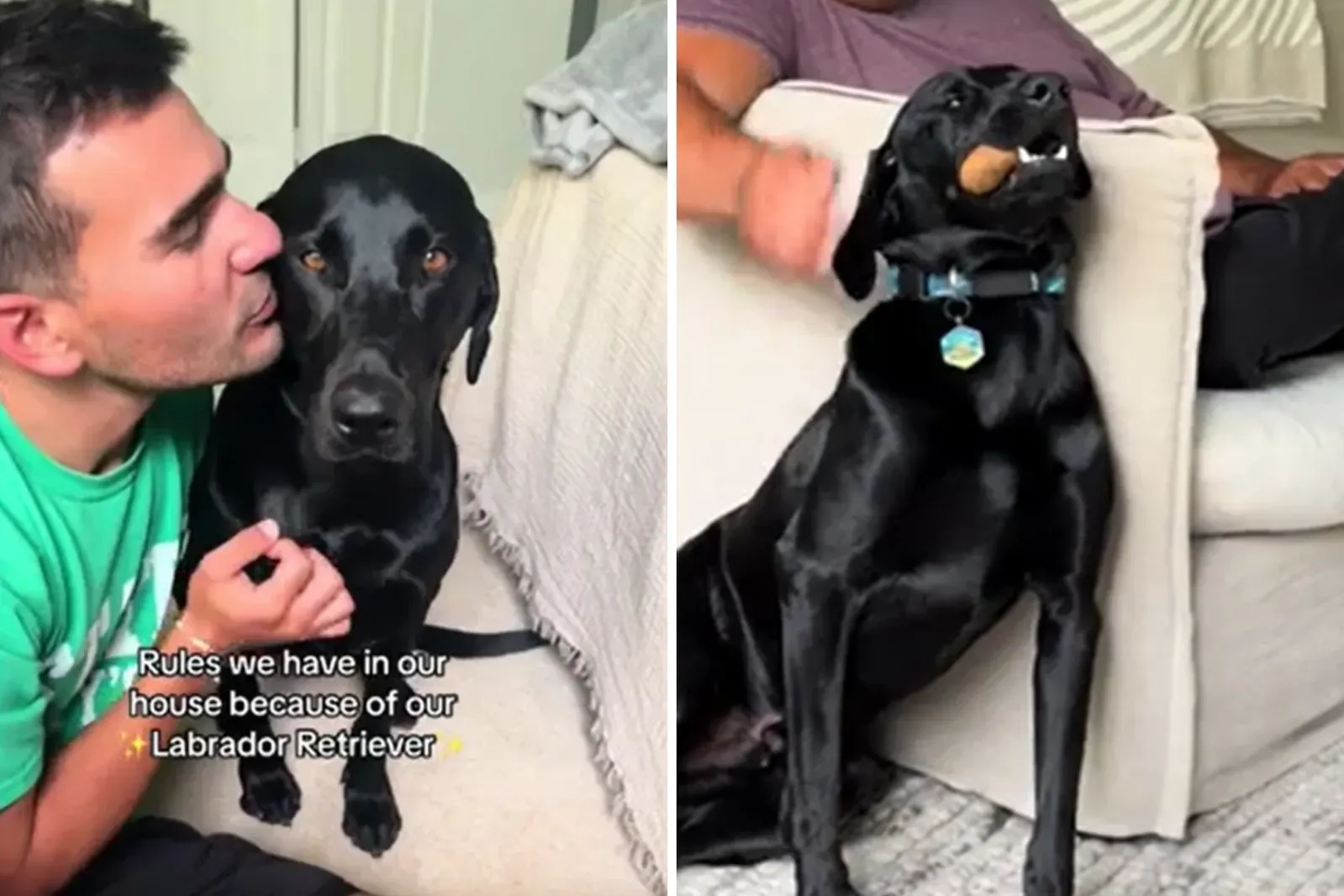 래브라도 리트리버