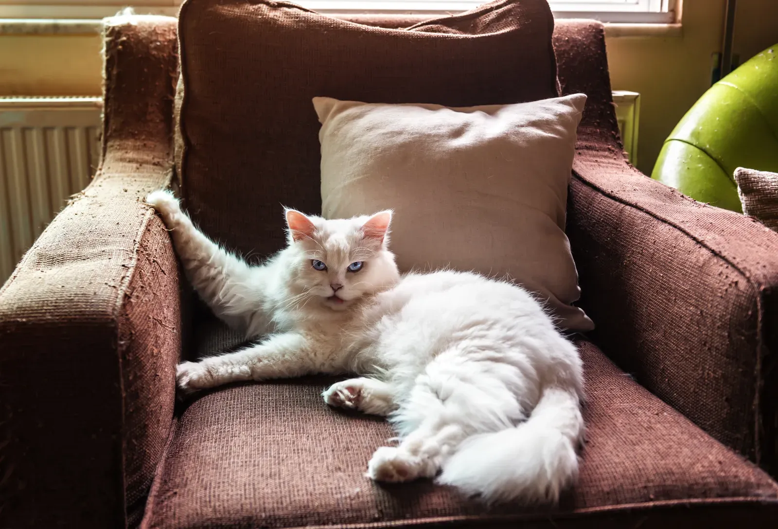 주인이 고양이에게 ‘복수’를 선사하는 순간, 700만 명이 시청