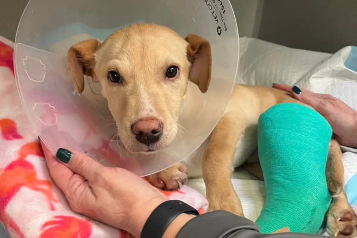 운명처럼 다가온 두 번째 기회: 잿빛 산맥에서 구조된 강아지들의 놀라운 생존기