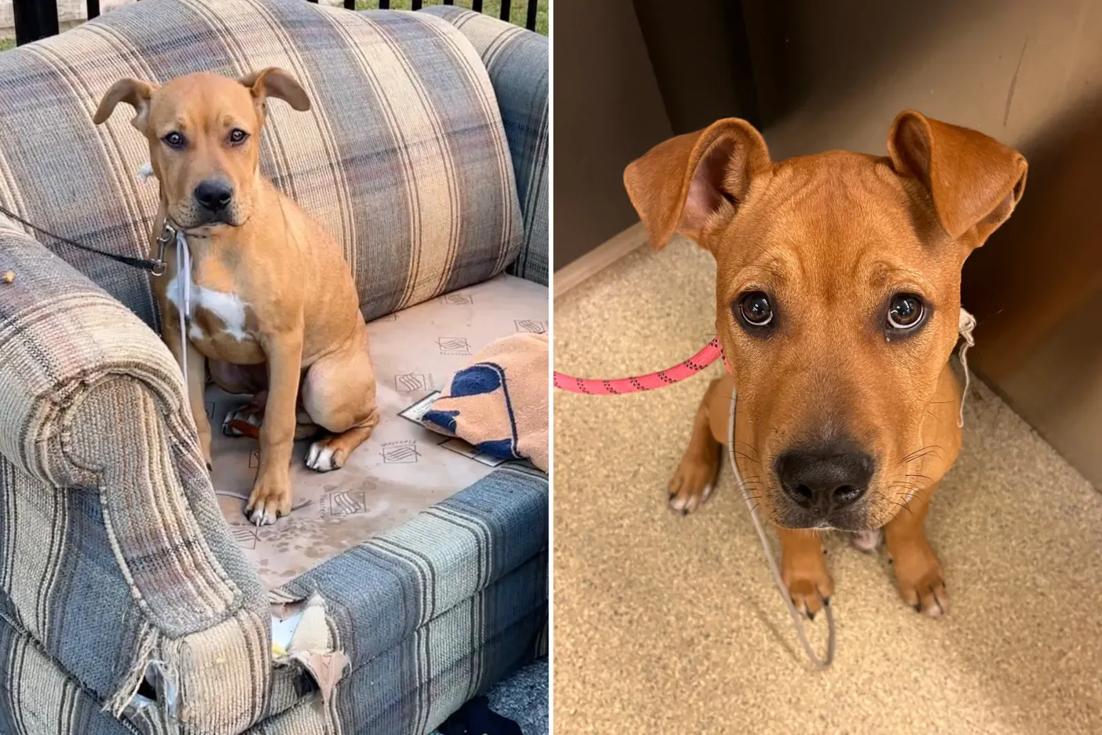 끈으로 묶인 채 울타리에 버려진 개