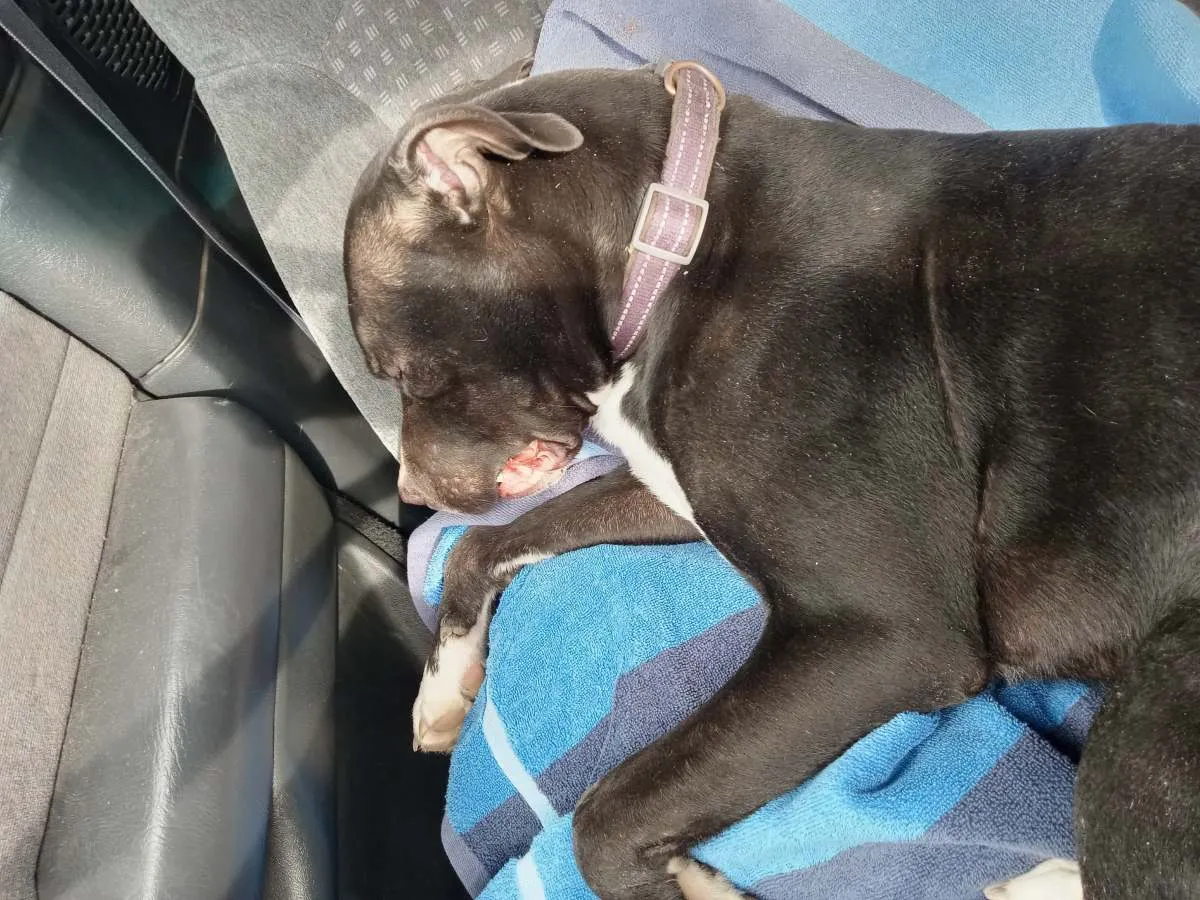 숲길의 작은 생명을 살린 남자, 브라이언과 코아의 감동적인 이야기