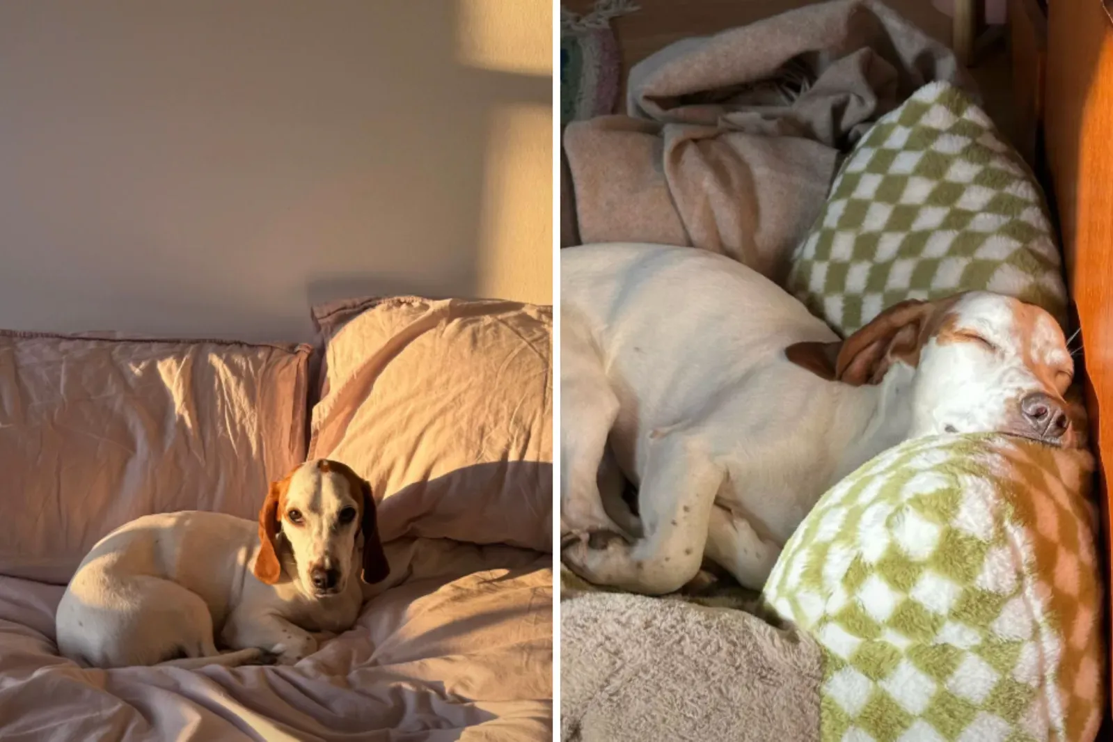 브래들리 강아지