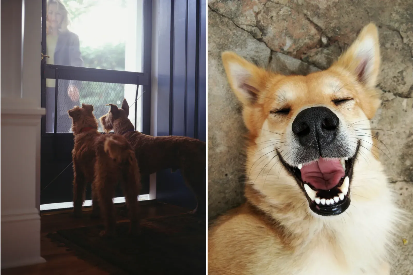 당신의 강아지가 당신을 그리워하는지 확인하는 방법