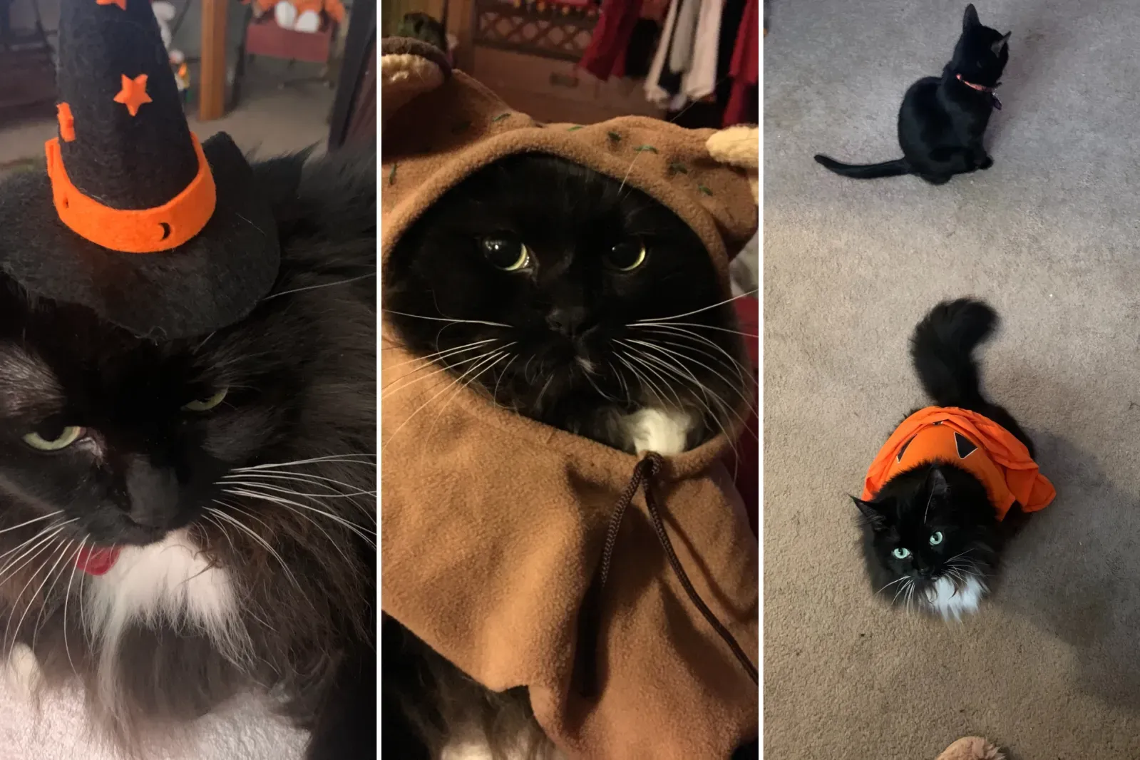 핼러윈 의상을 입은 털북털한 고양이 샐리