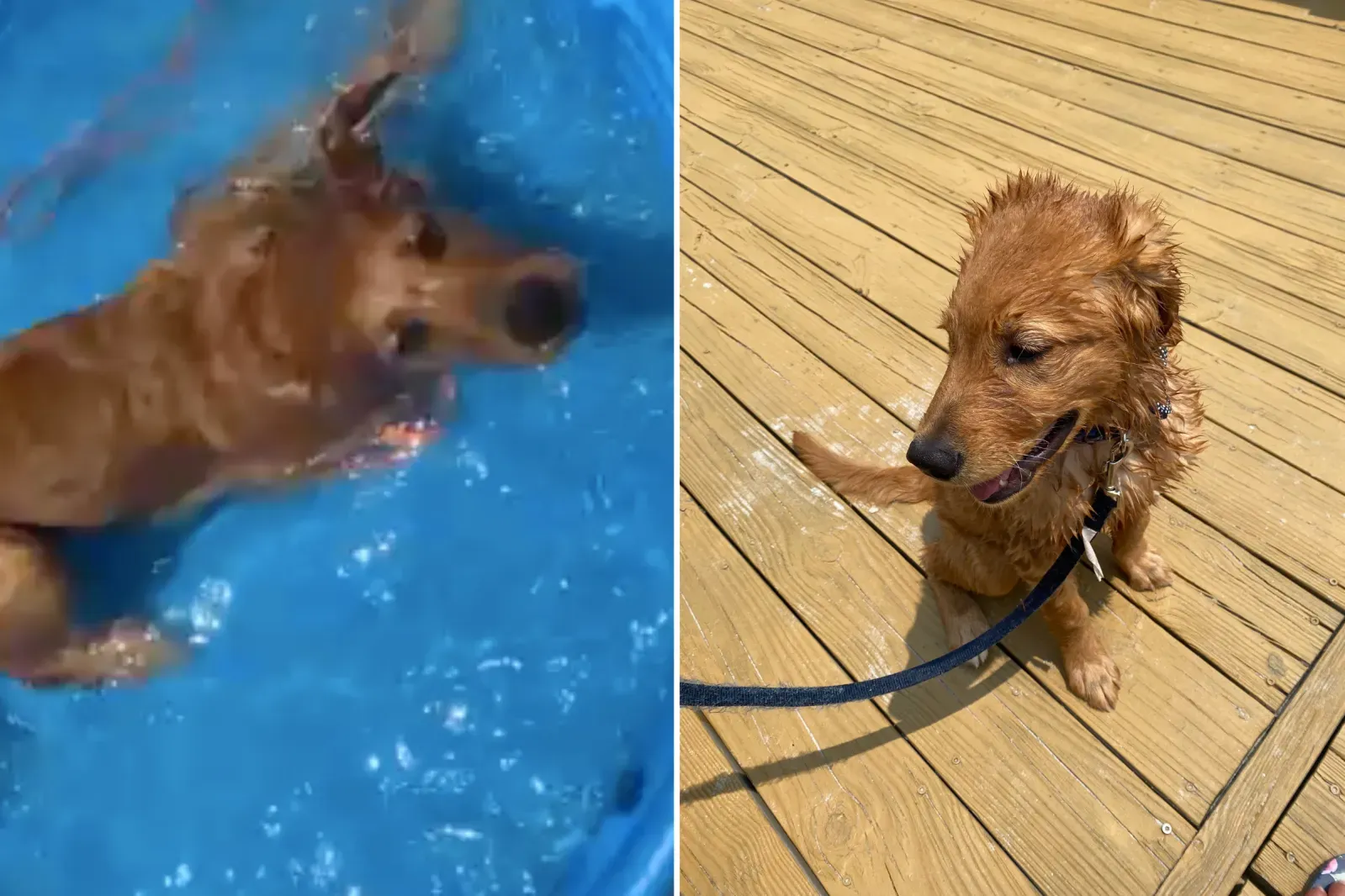 골든 리트리버가 ‘수영 파티’를 즐기는 모습