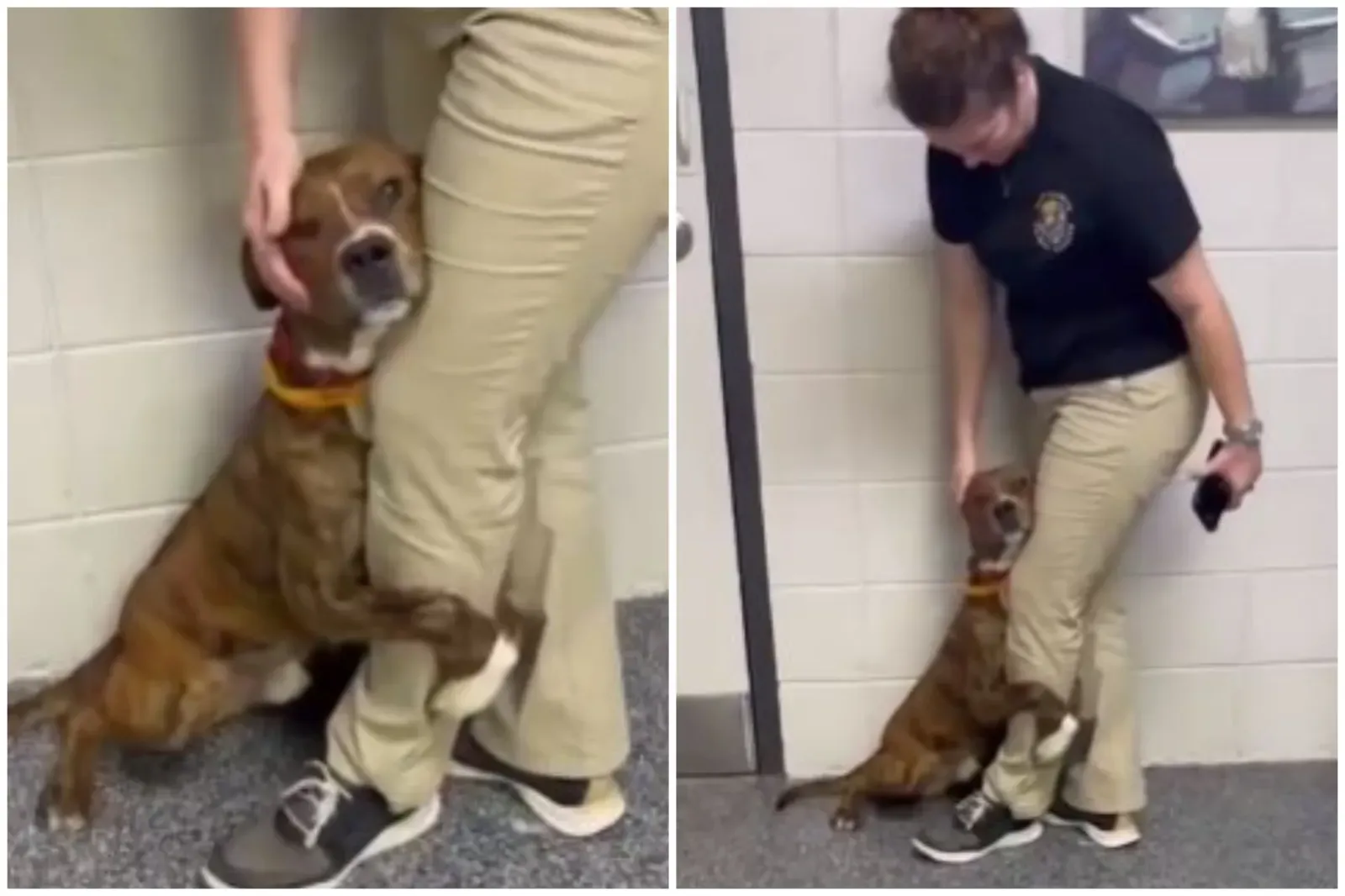 겁에 질린 강아지가 보호소 직원의 안아달라고 애처로운 모습에 새로운 집을 얻게 됨