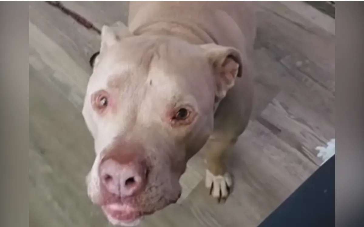 클러비 (Cobbly) 보호소 강아지