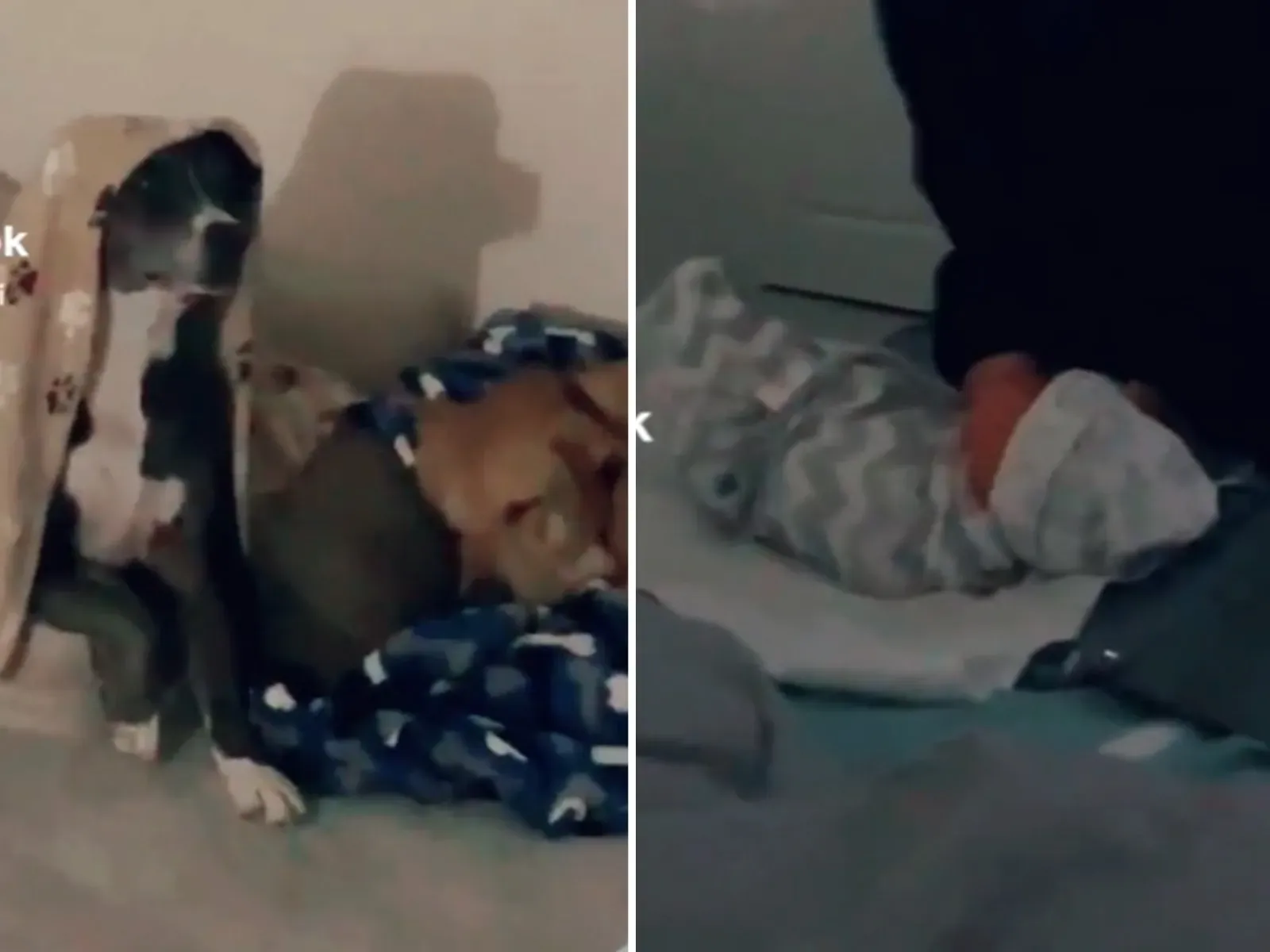 아기 울음에 졸린 강아지의 코믹한 반응