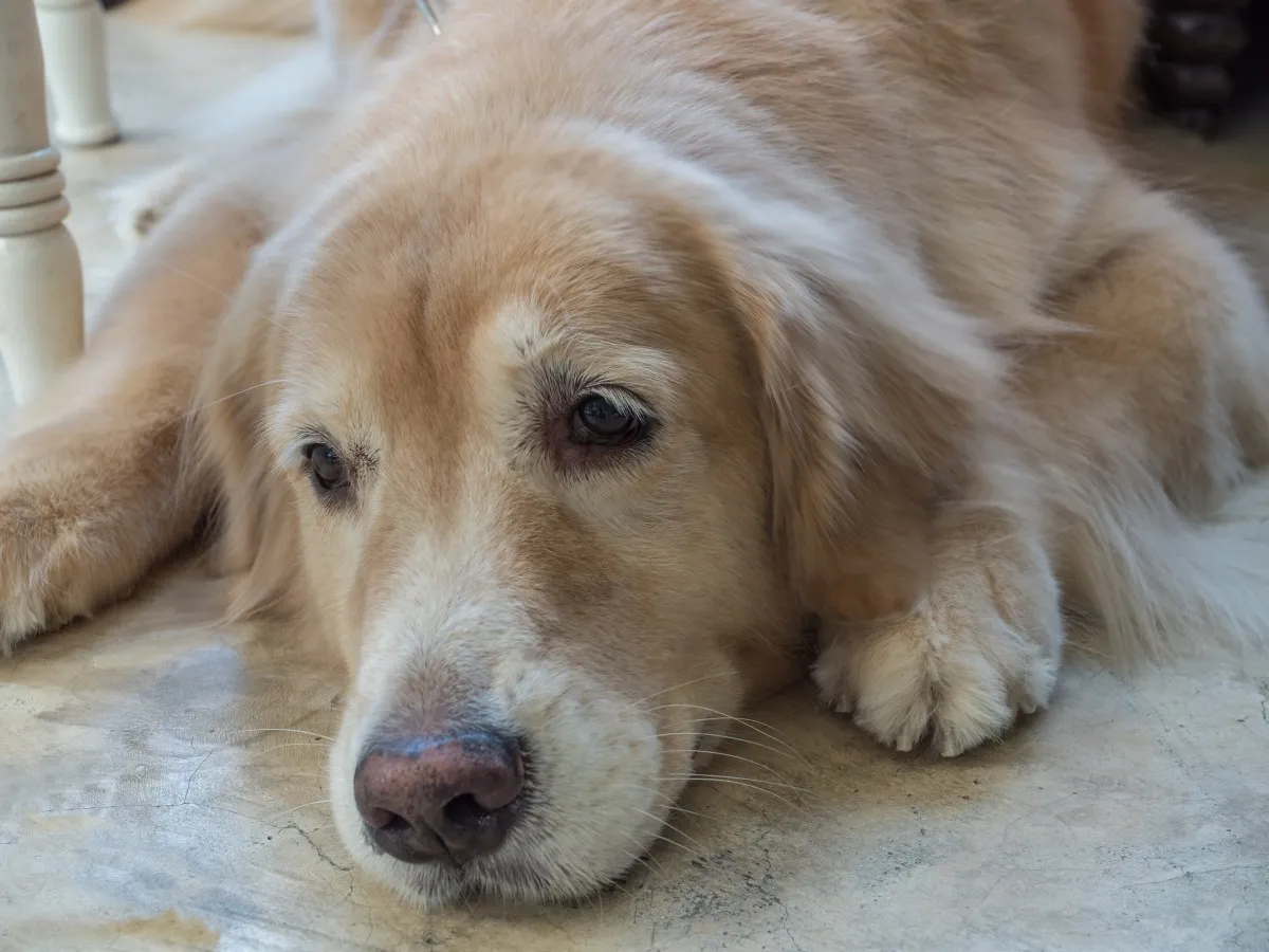 “골든 리트리버”는 거짓이었다! DNA 검사 결과, 충격적인 반려동물의 진실