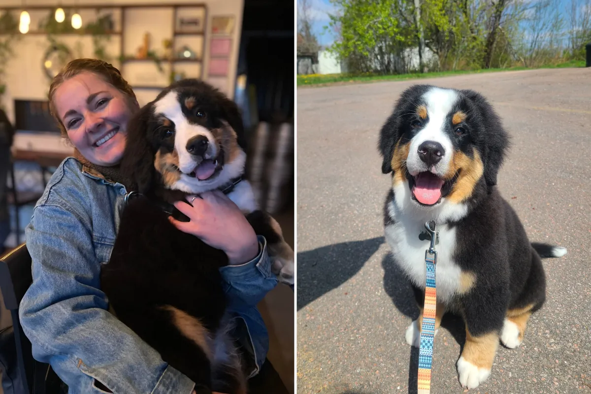 베른모스 산책견이 주인님의 낮잠을 방해하는 귀여운 모습