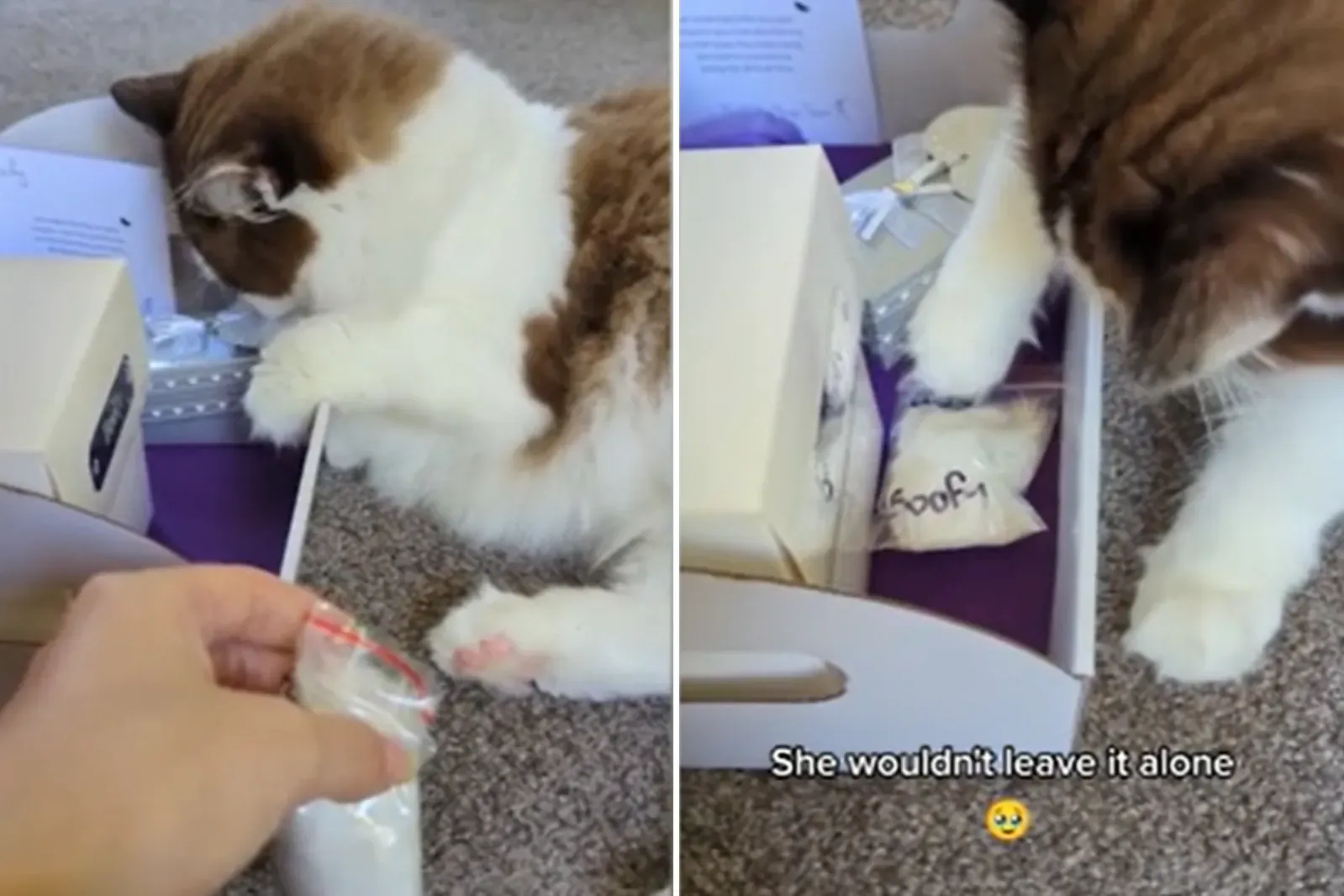 아들의 유골 옆에서 잠자는 고양이 엄마