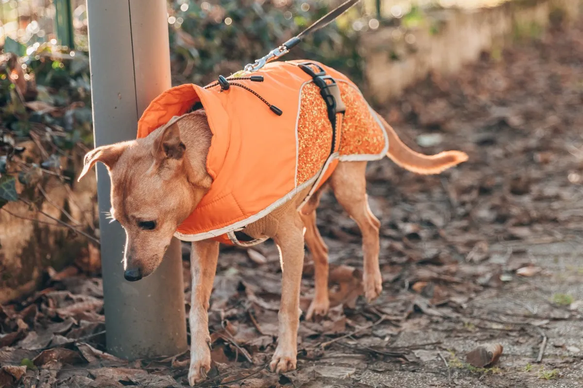 여성이 강아지의 느린 걷는 모습에 의아해하는 모습