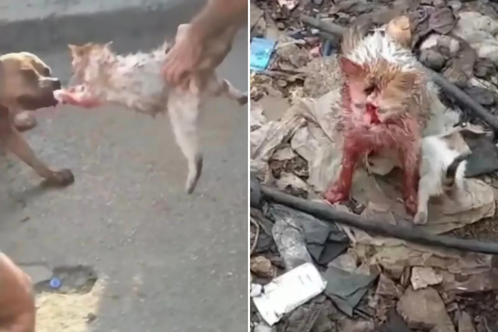 엄마 고양이, 새끼 고양이 보호를 위해 개 공격