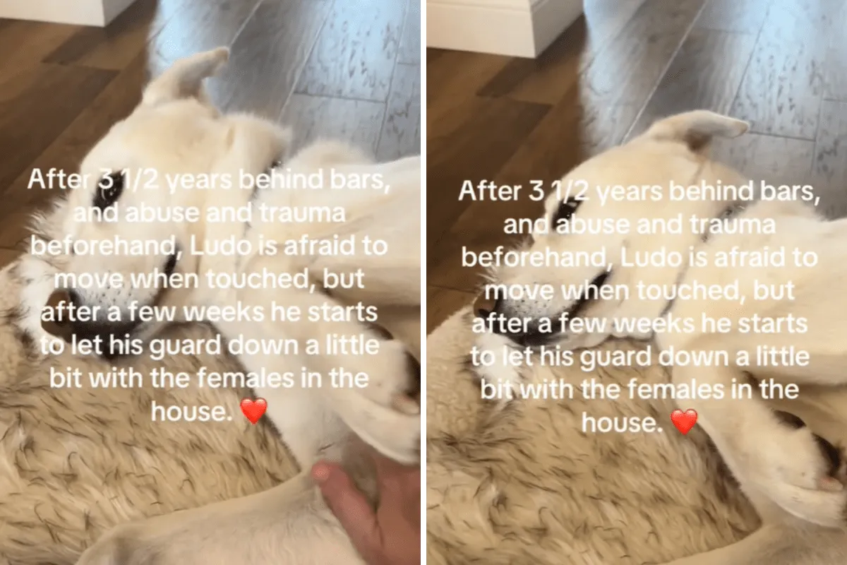 상처 입은 보호견, 눈물 속에서 치유