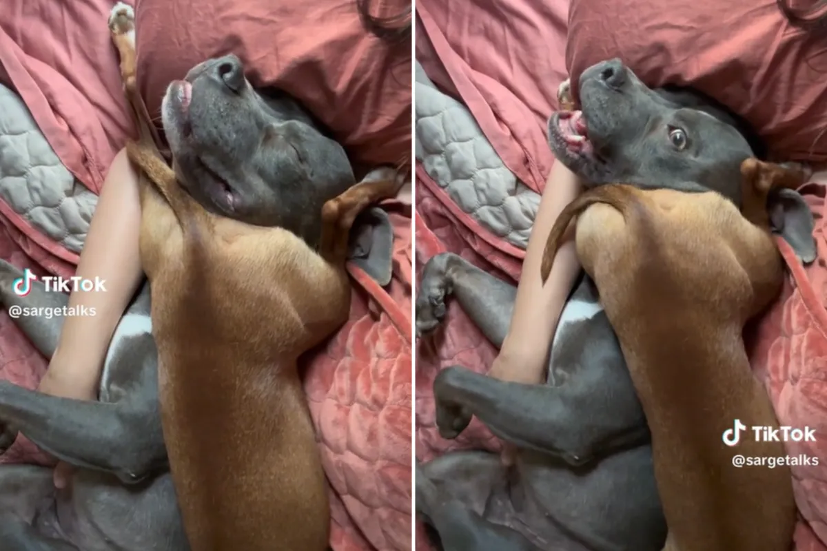 “인생 동반자”를 찾아서: 엉뚱한 잠자리로 뭉쳐진 두 개의 사랑스러운 마음