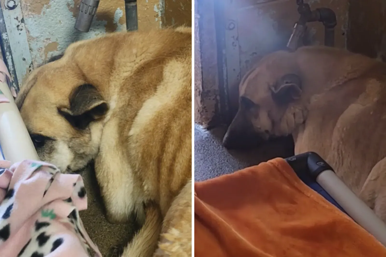 셰틀드 개 ‘올리’