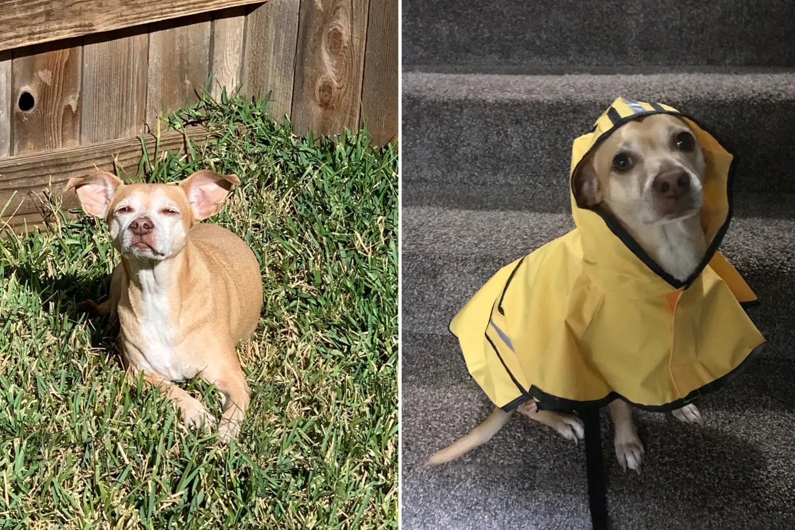주인에게 산책을 요청하는 강아지가 비가 오자 갑자기 방향을 틀어 돌아오는 모습