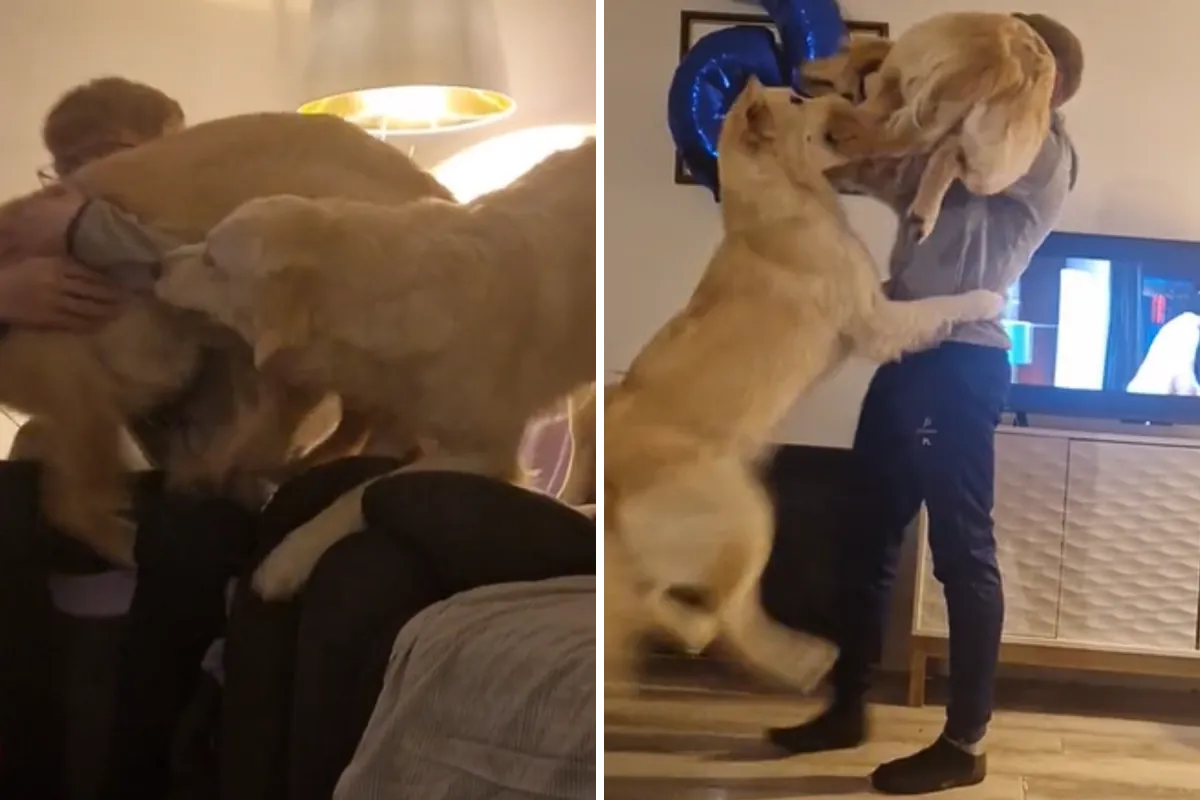 “영원한” 싸움, 그 안에 숨겨진 가족의 온도