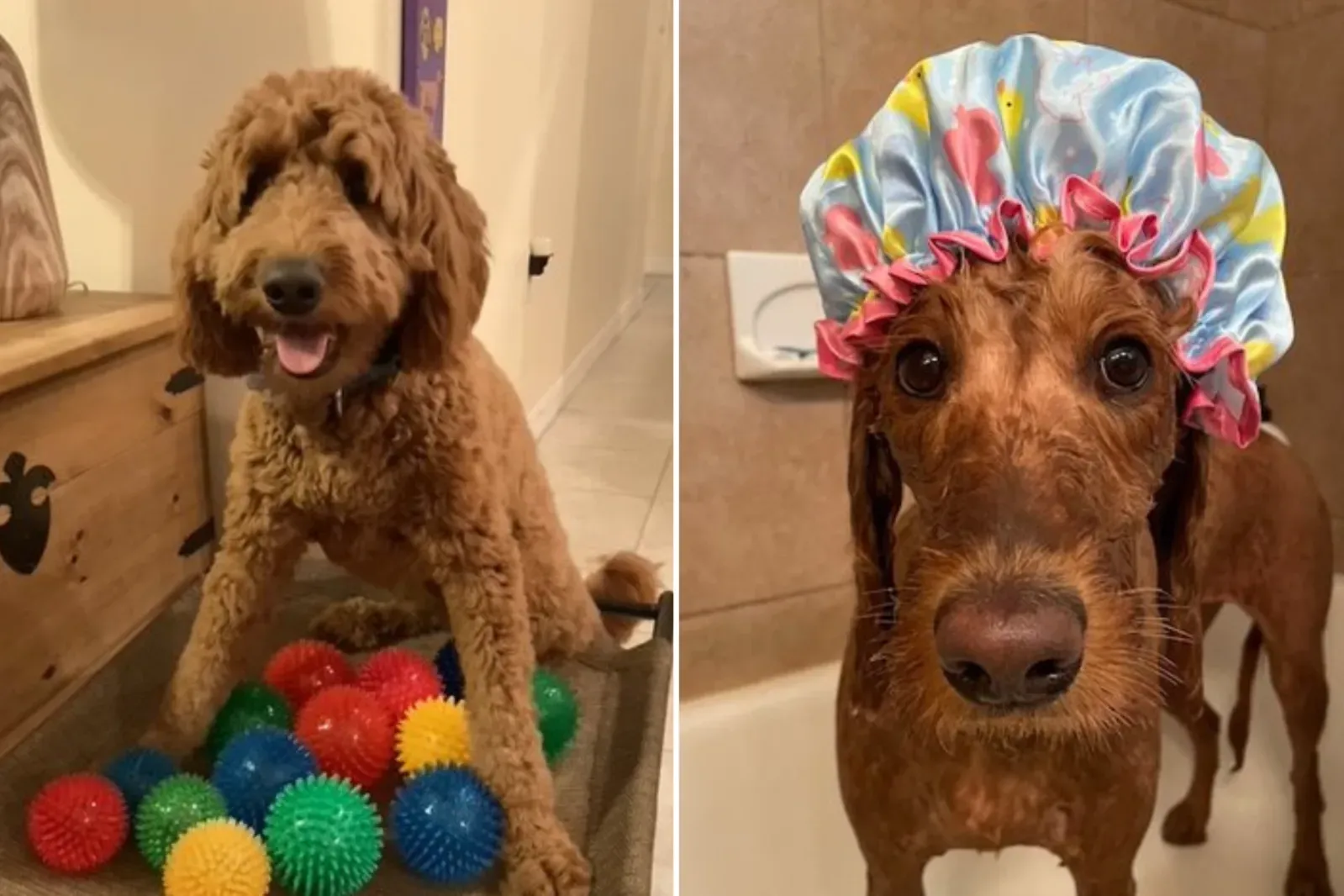 치명적인 바이러스에서 살아남은 골든두들, ‘동물병원 털범’ 주인이자 ‘주간의 귀요미’