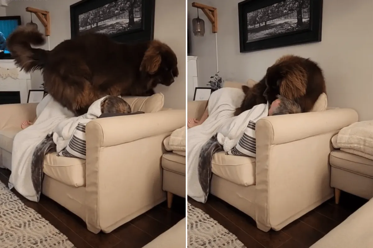 ‘카오스’ – 거대한 뉴펀들랜드 강아지가 소파에 낑기려고 시도