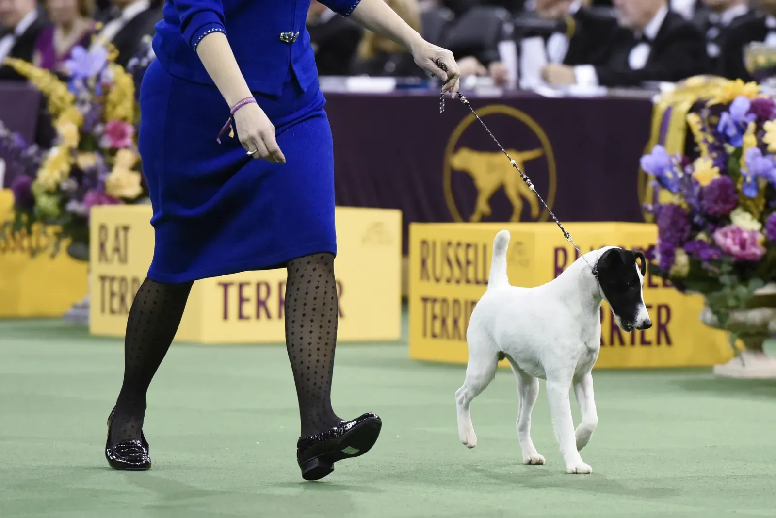 스무스 퓨 옵 테리어