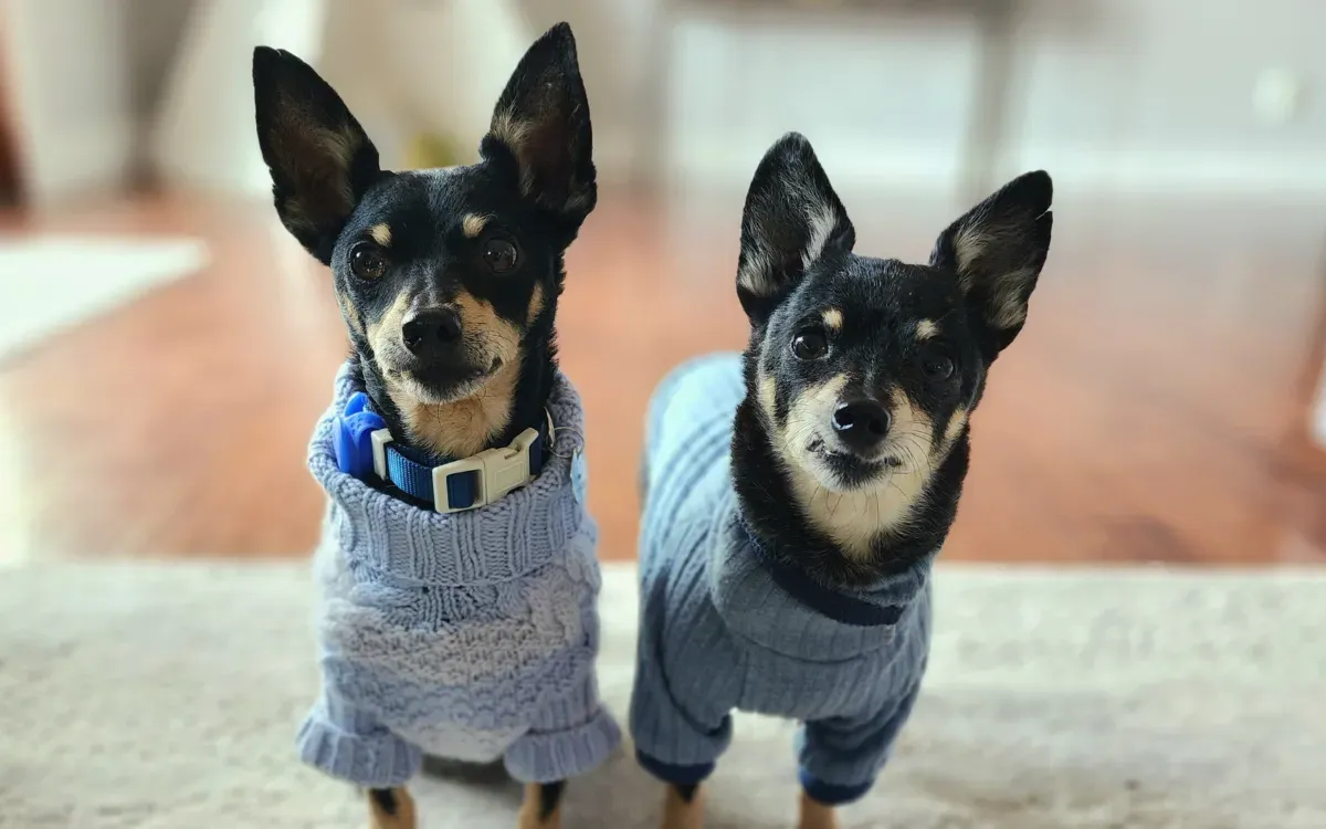 칠비와 로겔리오, 터커데이 니트 스웨터 착용