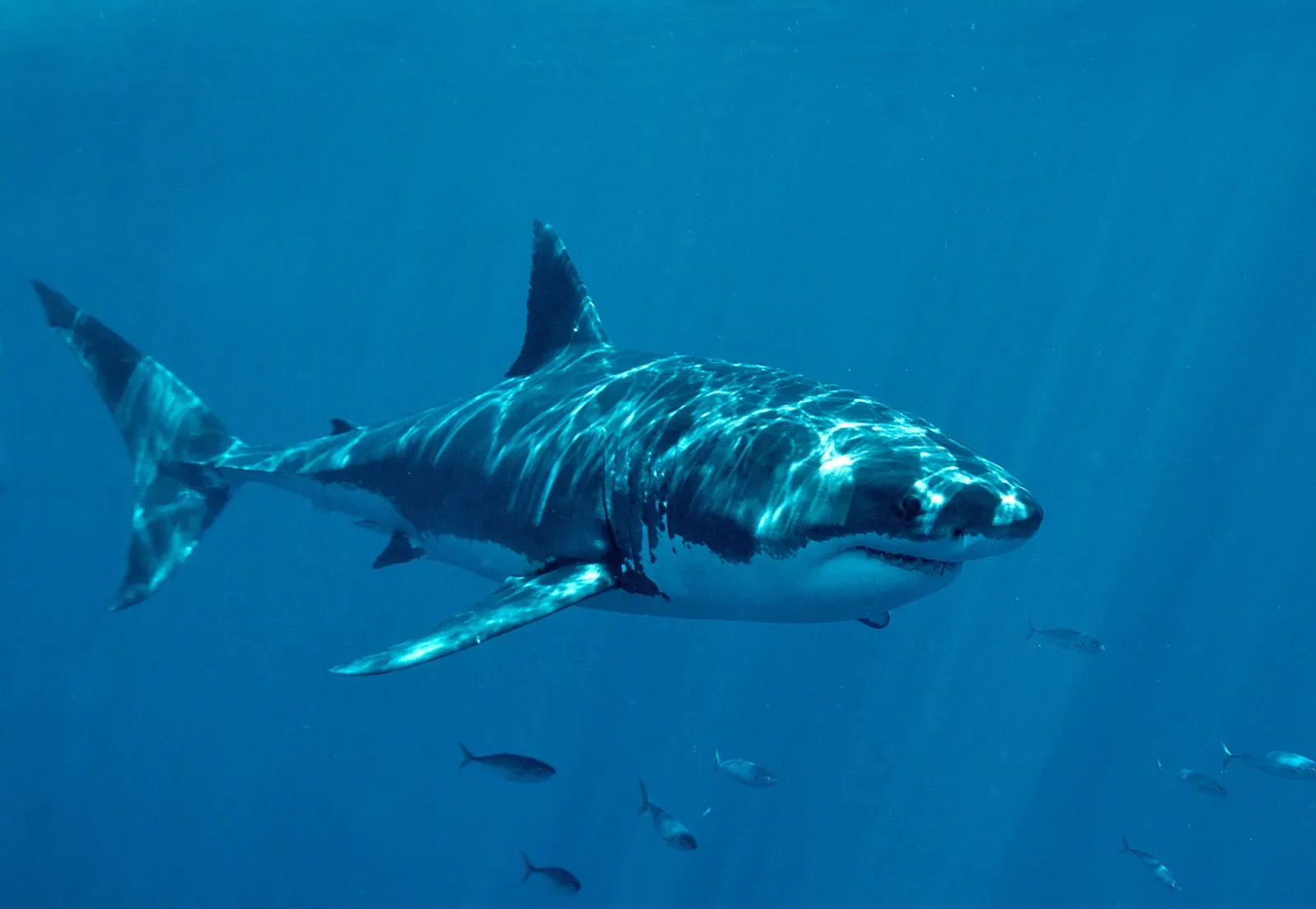 상어 공격으로 사망한 청년 목사