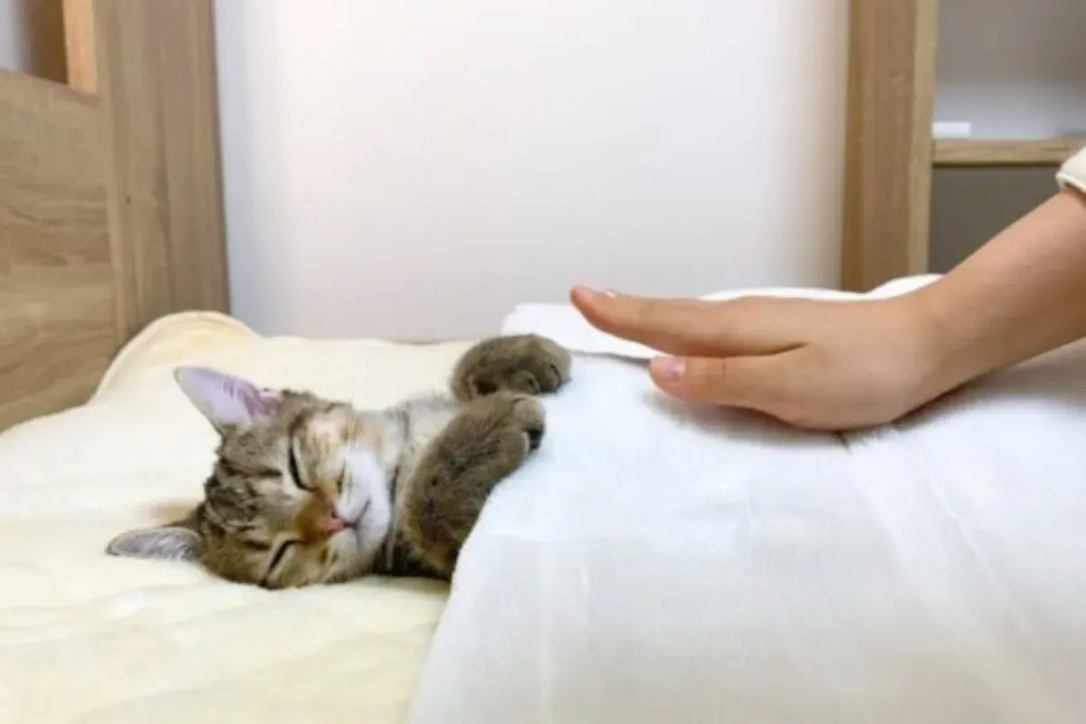 “꿈결 같은” 잠: 사람처럼 깊이 잠드는 특별한 고양이