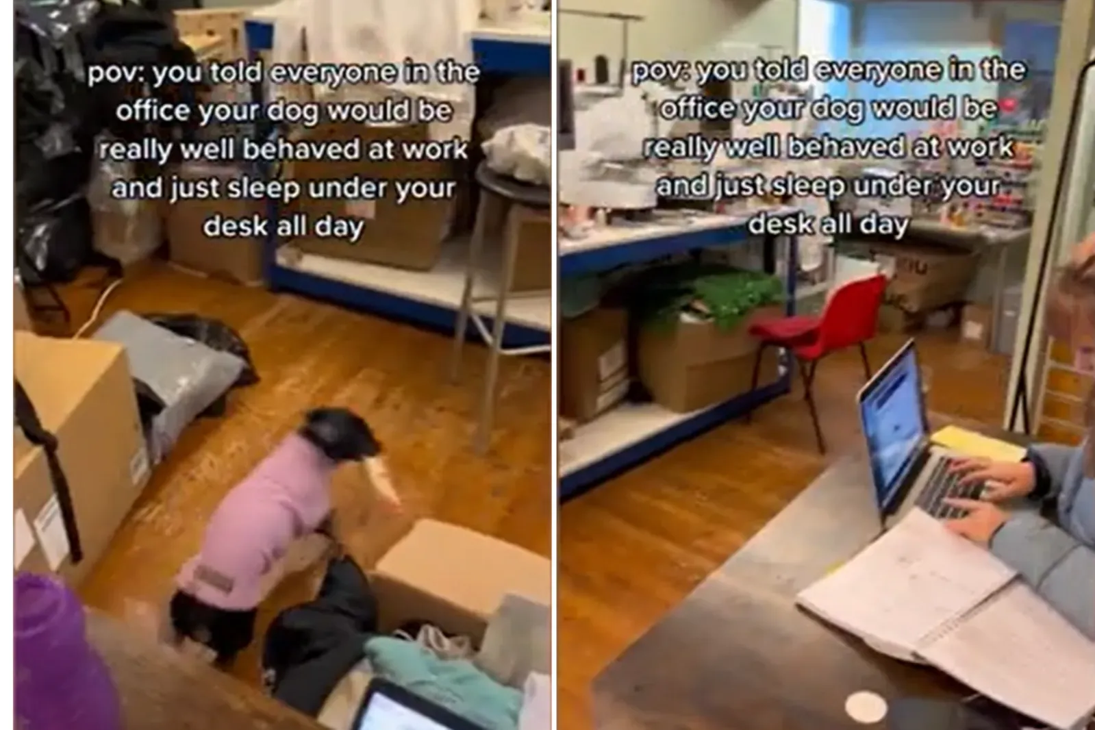 다치shund가 사무실에서 엉뚱한 행동을 하는 모습