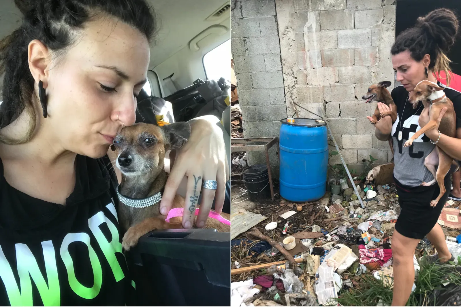 구조견, 처참한 환경에서 벗어나 즐거움을 느끼다