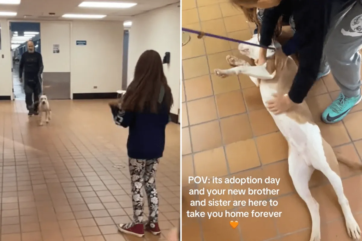 강아지 배 마사지 요청