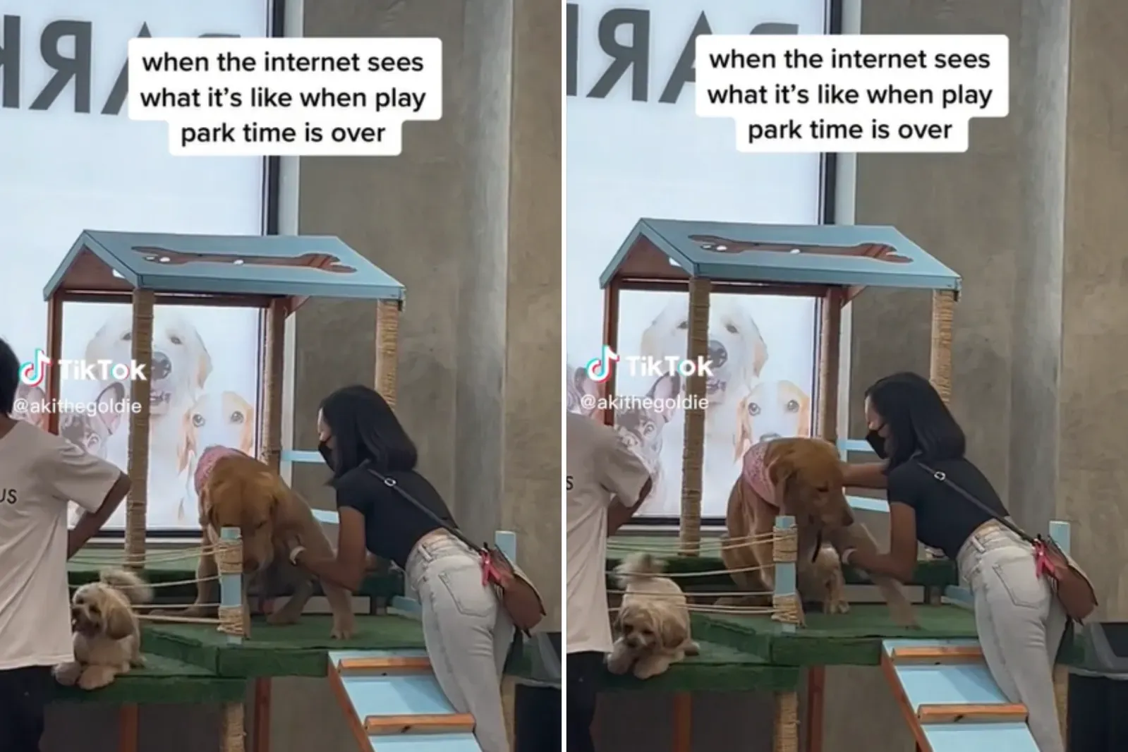 사랑스러운 골든 리트리버가 공원에서 나가기를 거부하는 모습