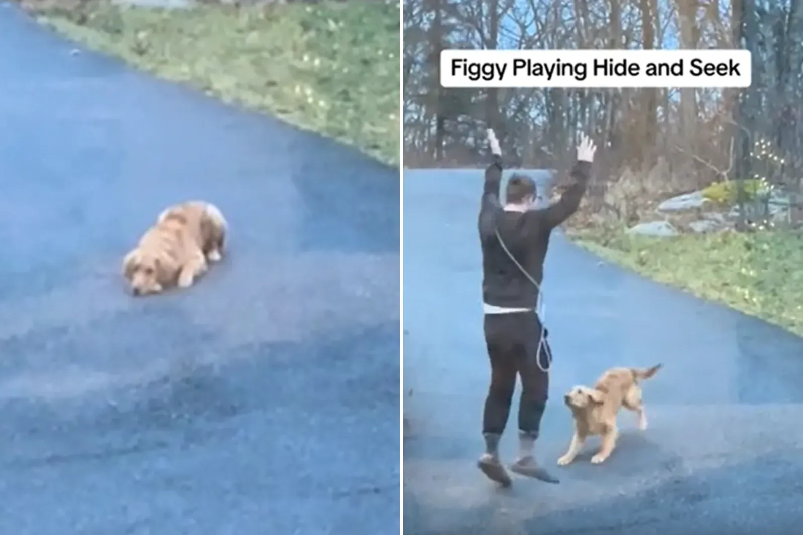 숨는 놀이를 즐기는 골든 리트리버 피기