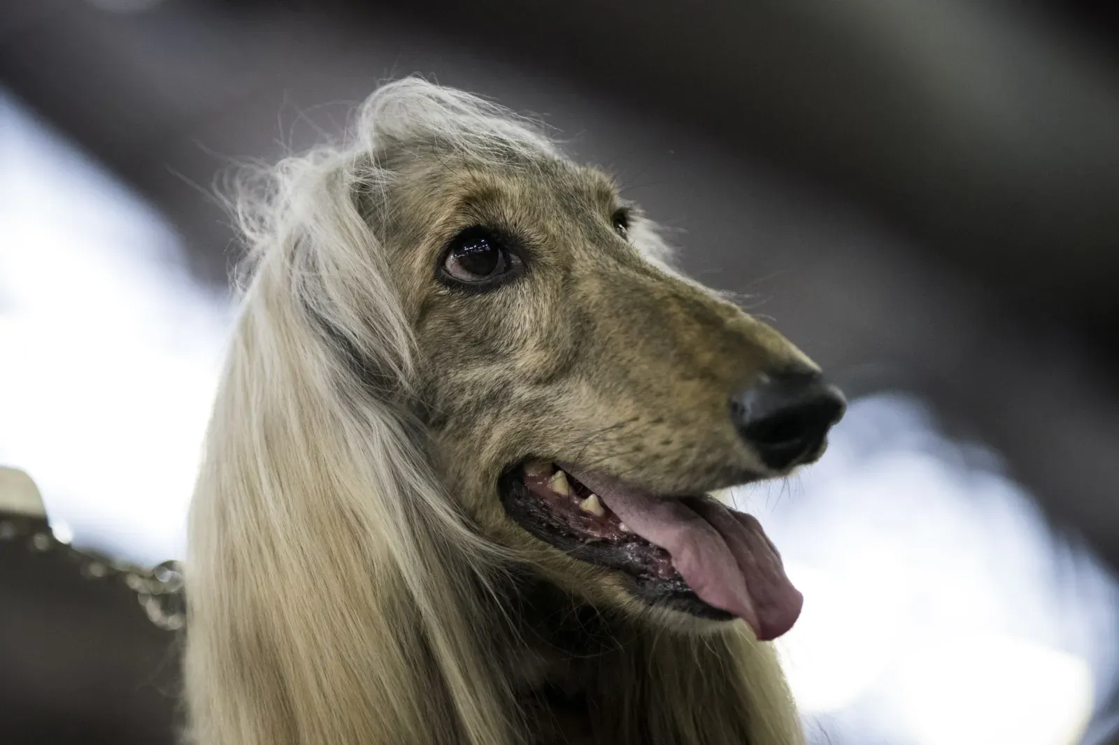 쉽게 배변 훈련을 할 수 있는 강아지 품종 17가지