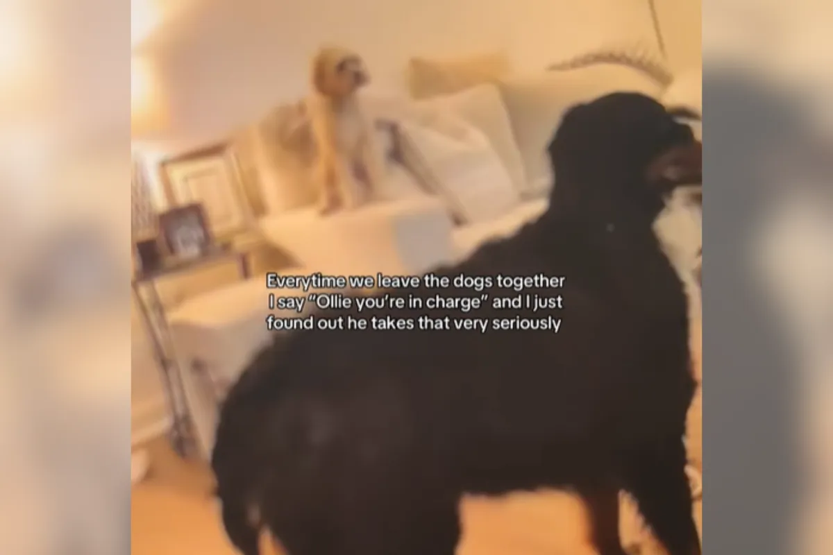 “나 좀 책임져!” 꼬리치며 지키는 닥스훈트 올리, ‘펫 가드’ 탄생